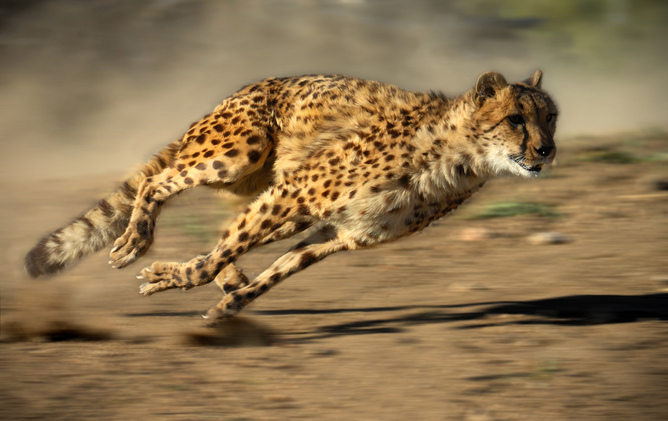insanely fast cheetah